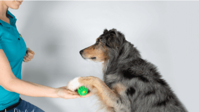 Dog fitness training with TOGU Brasil hand trainer